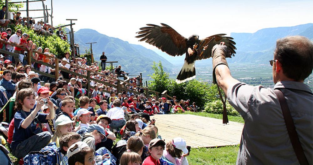 Greifvogelschau in Schloss Tirol